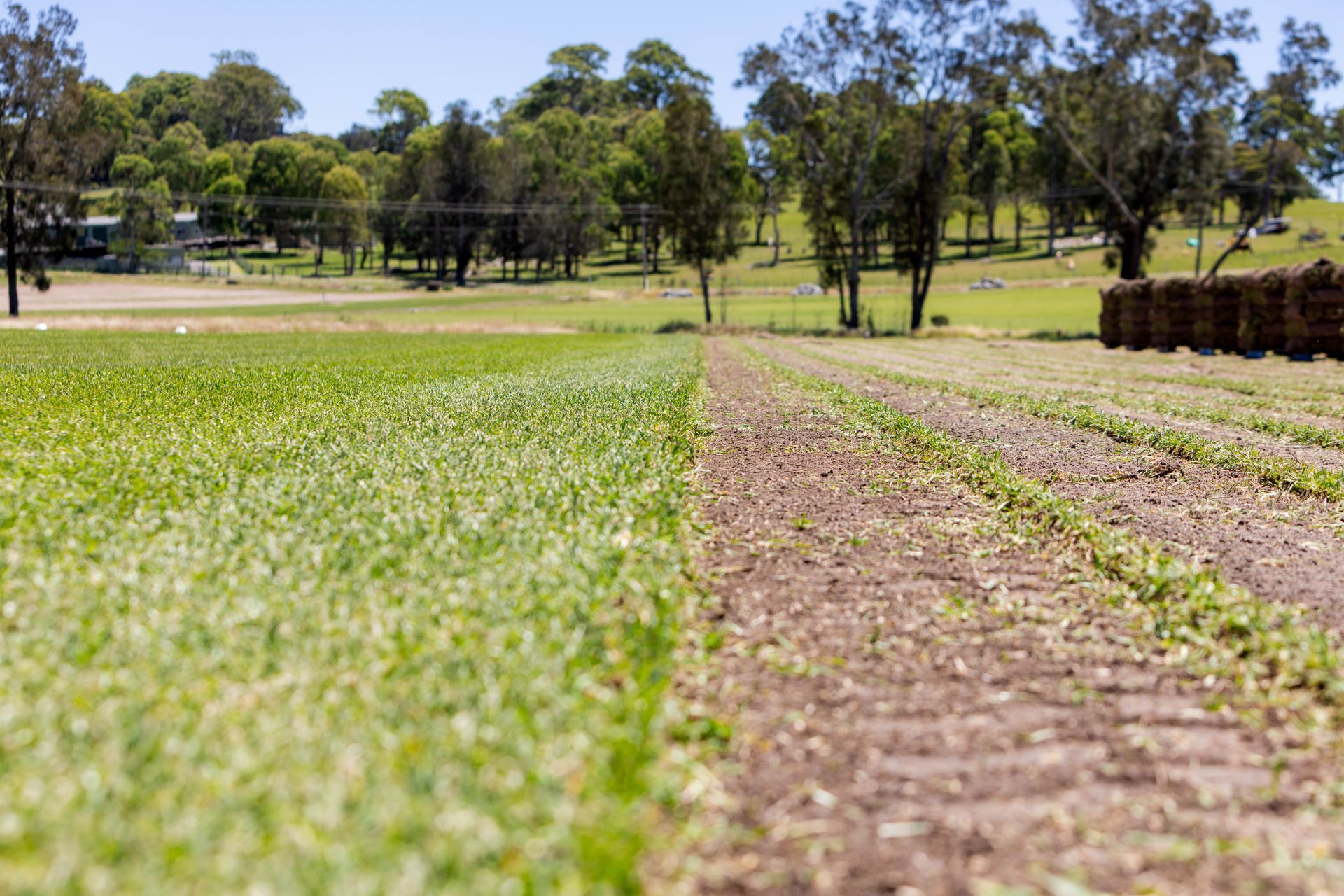 Field, half lush green crop and half bare earth with rows; trees and hillside in background.