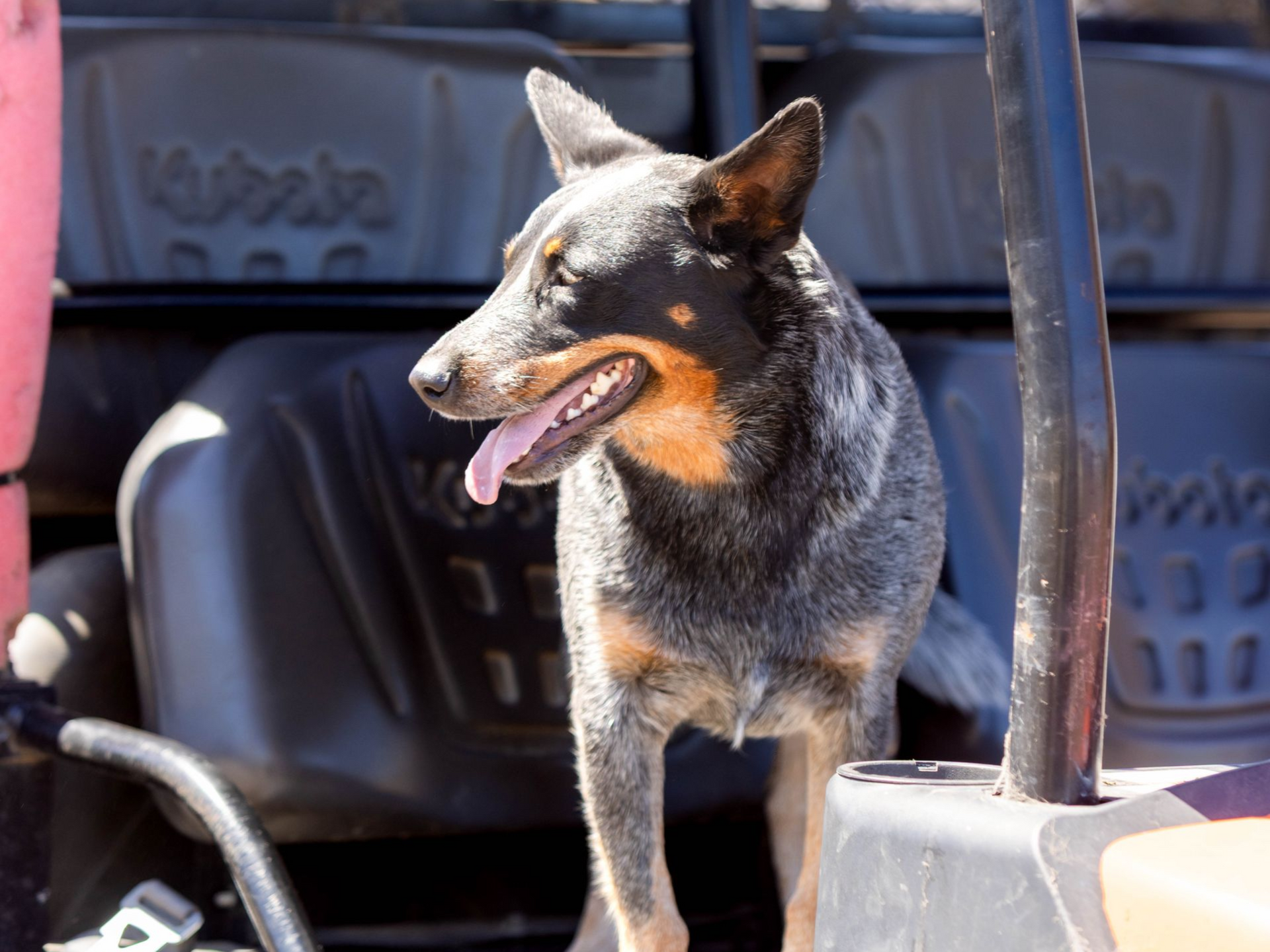 A blue heeler with tan markings, panting happily while standing in the back of a utility vehicle.
