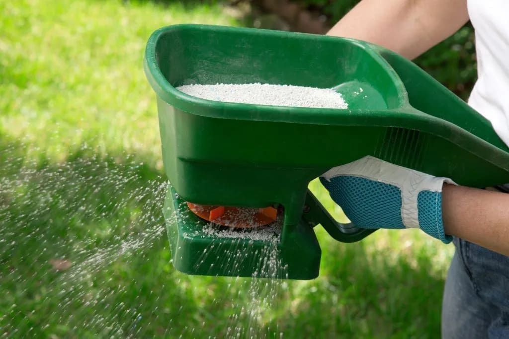 Person spreading granular fertilizer on a green lawn using a green handheld spreader, wearing blue gloves.