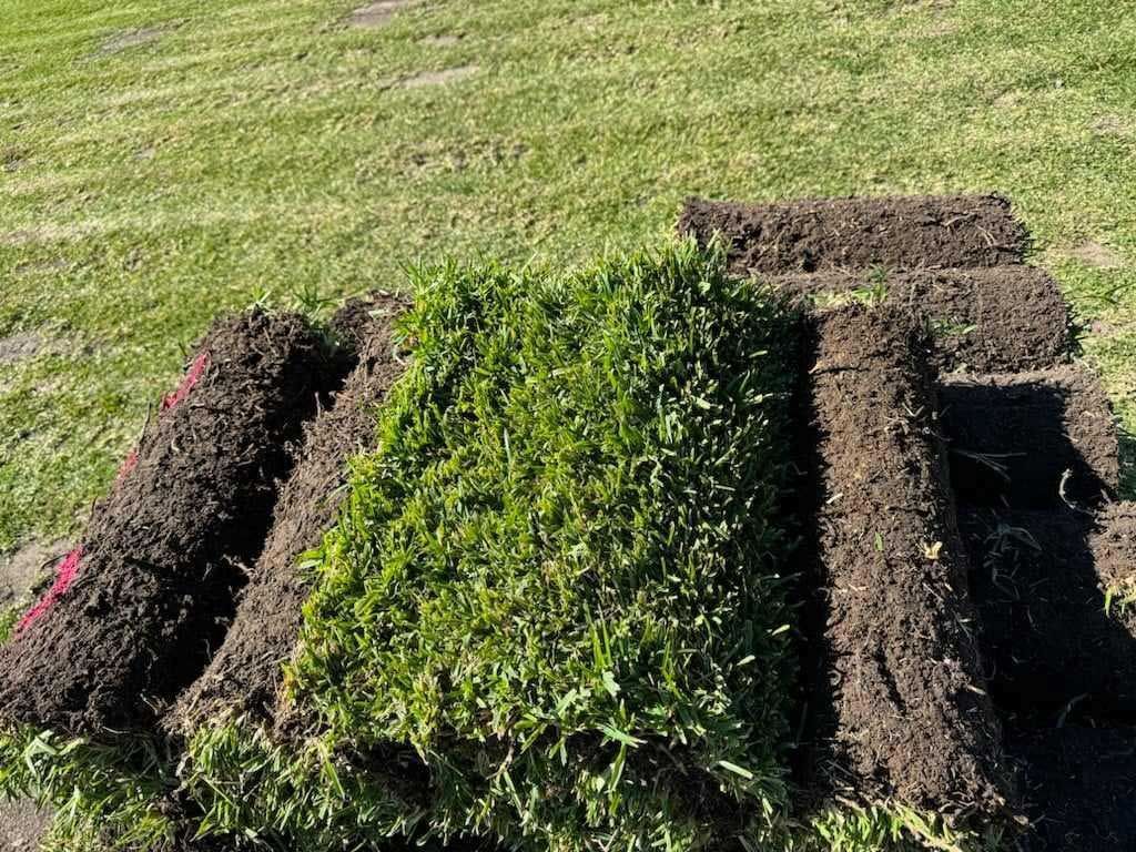 A patch of green grass with rolled-up sections of sod in a sunny outdoor setting.