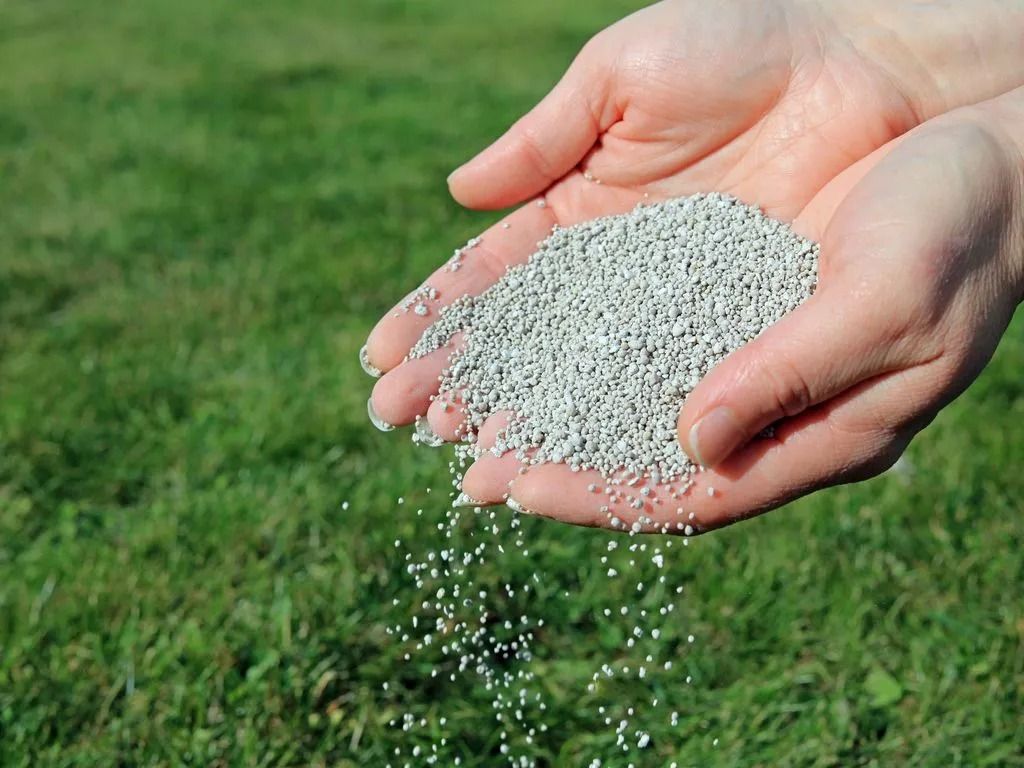 Hands holding and pouring granular fertilizer onto a green lawn.
