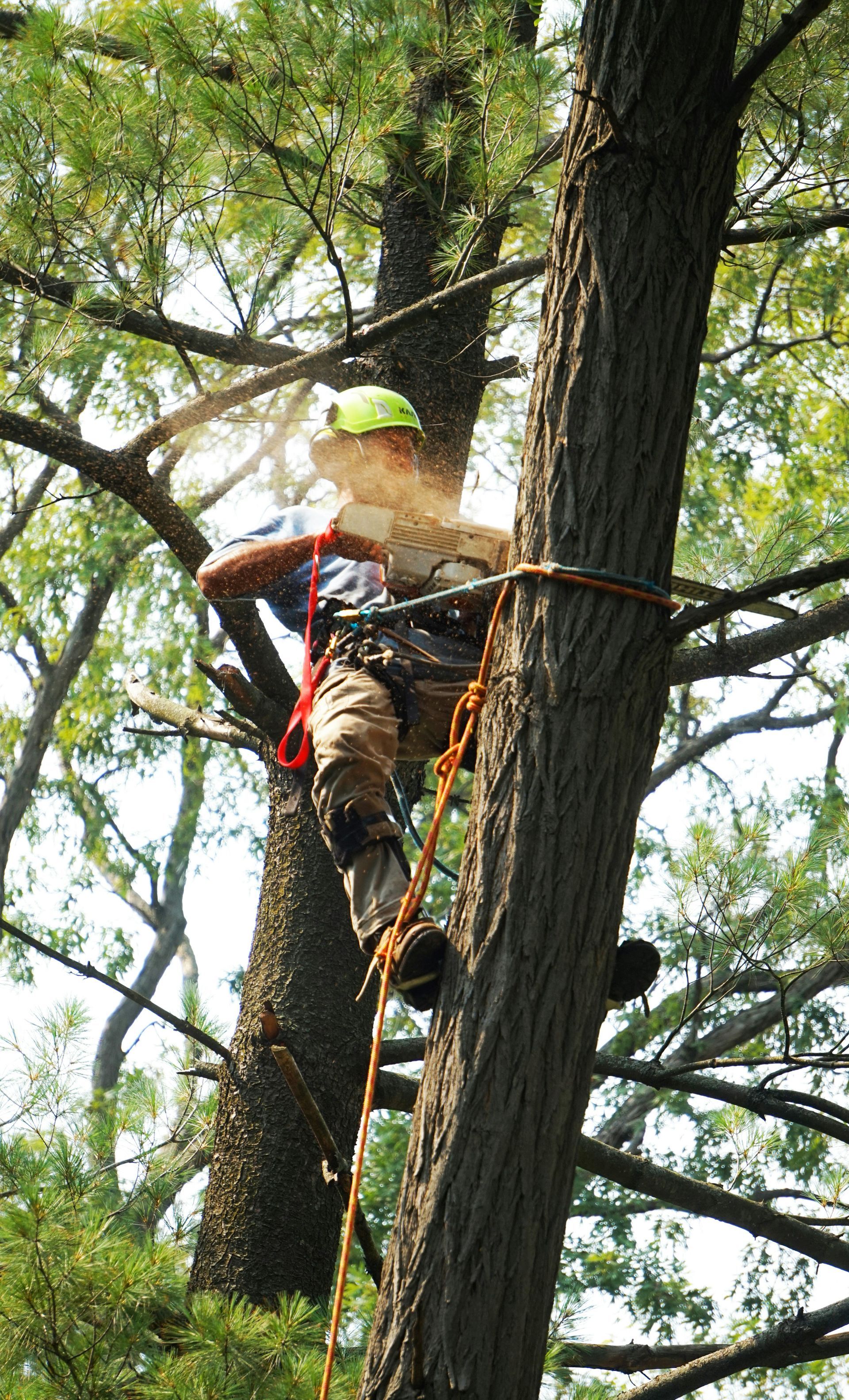 Arborist in a tree, wearing a hard hat and safety gear, using a chainsaw.