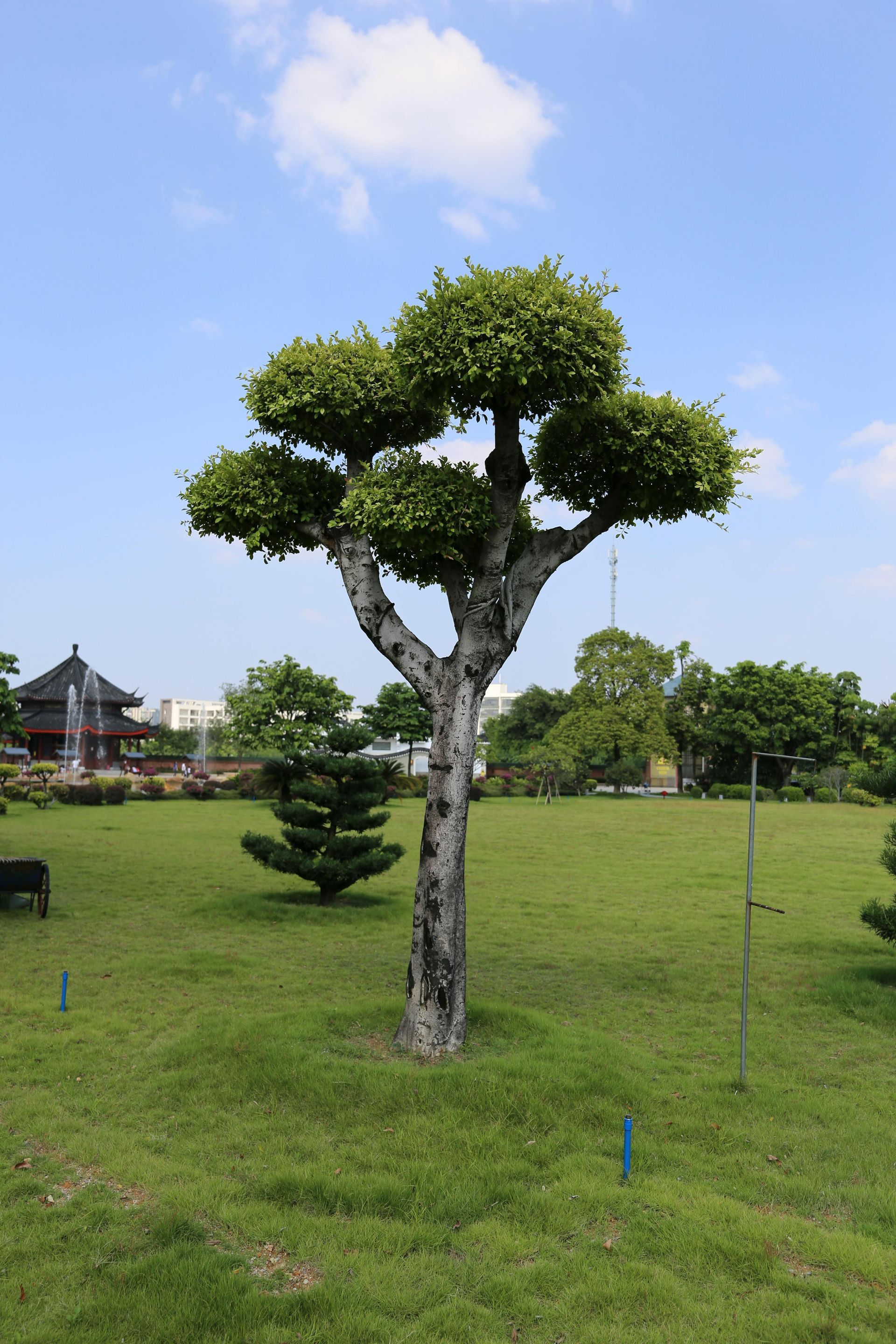 Tree with multiple spherical, leafy crowns in a grassy park under a blue sky.