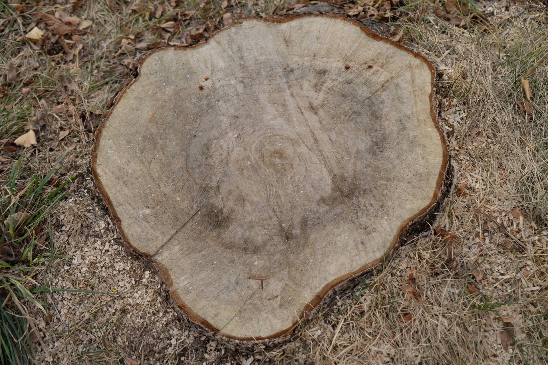 Tree stump with visible growth rings on grass and wood chips.