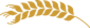 spiga di grano