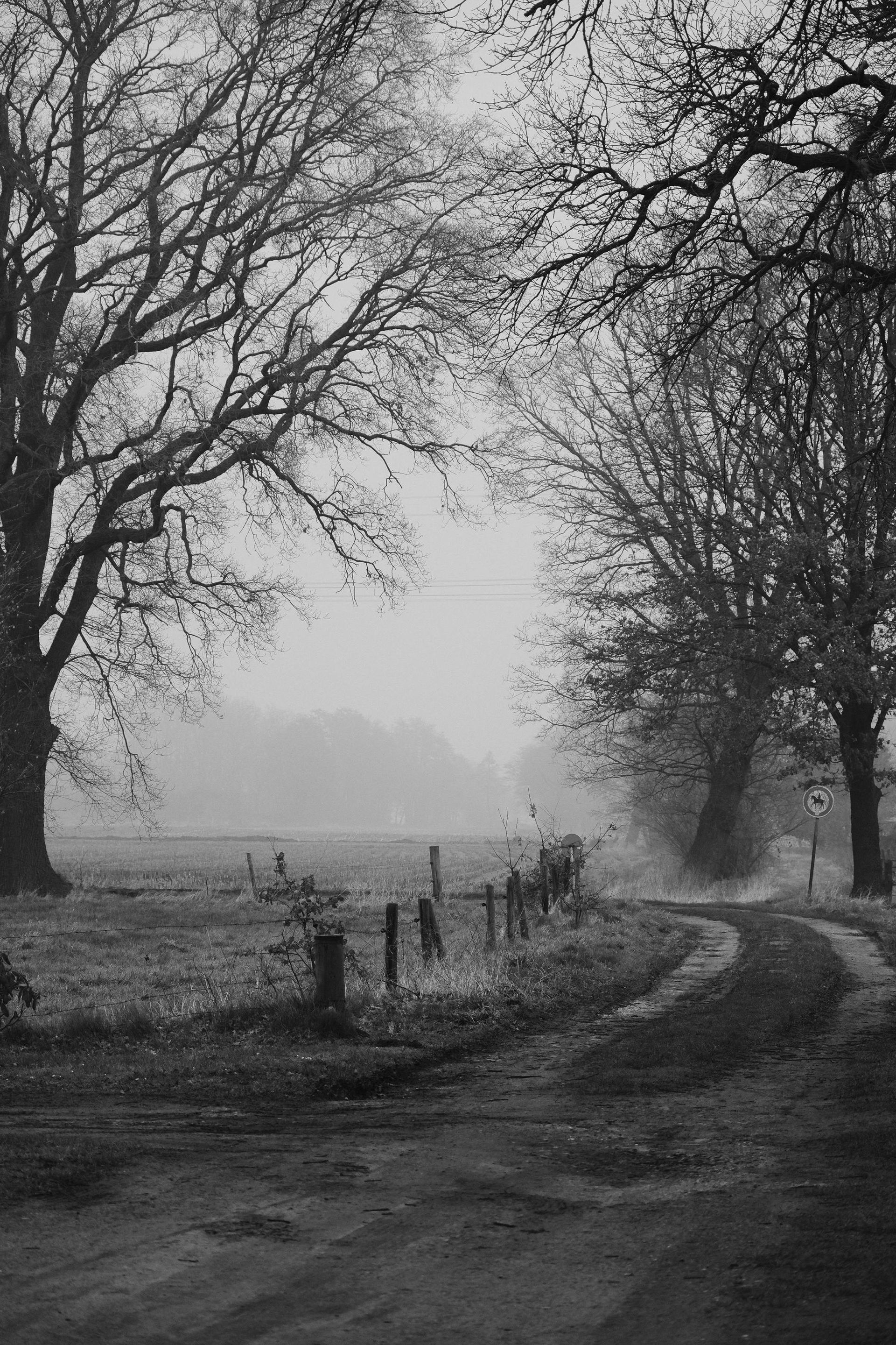 Black and white photo of a misty, dirt road winding between trees and a field.