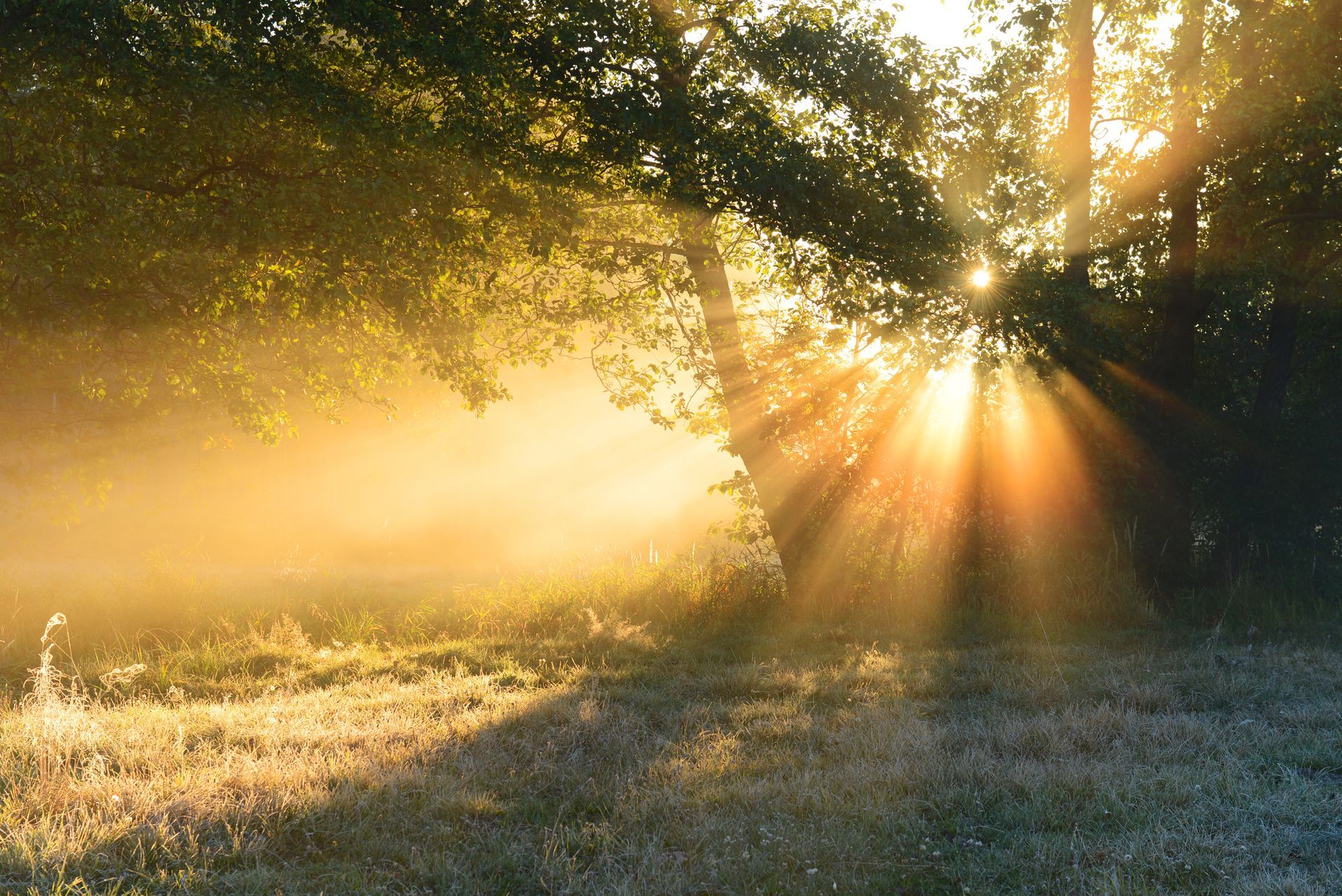 La luce del sole che filtra tra gli alberi su un campo erboso all'alba