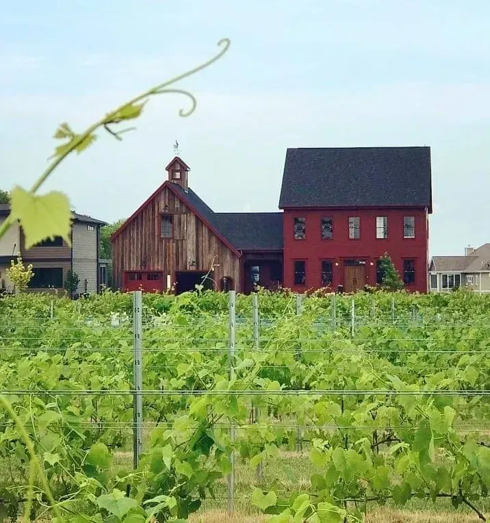 Vineyard with green rows in front of a rustic barn and red house under a blue sky