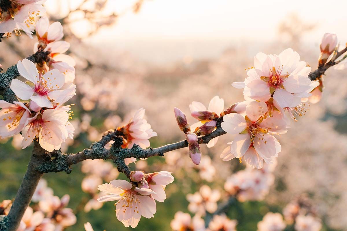 Pink cherry blossoms on a branch with soft, blurred blooms in the background