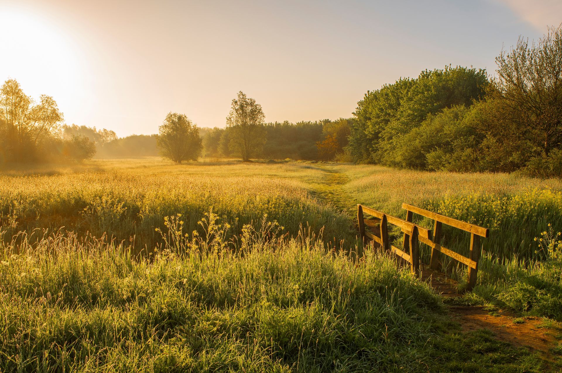 Sunlit meadow with tall grass, trees, and a wooden fence at dawn