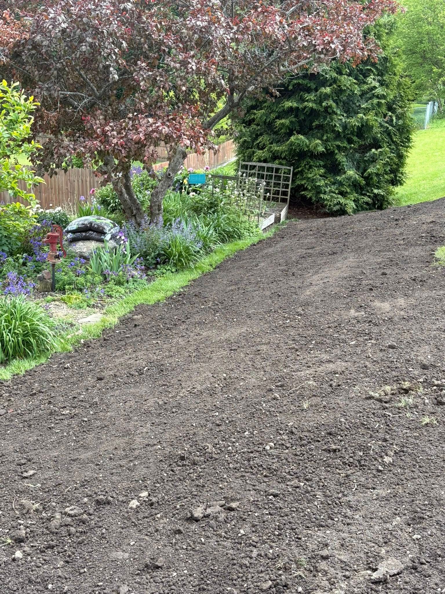 A view of a freshly tilled garden plot bordering a lush, established flower bed with green plants and purple-leafed trees.