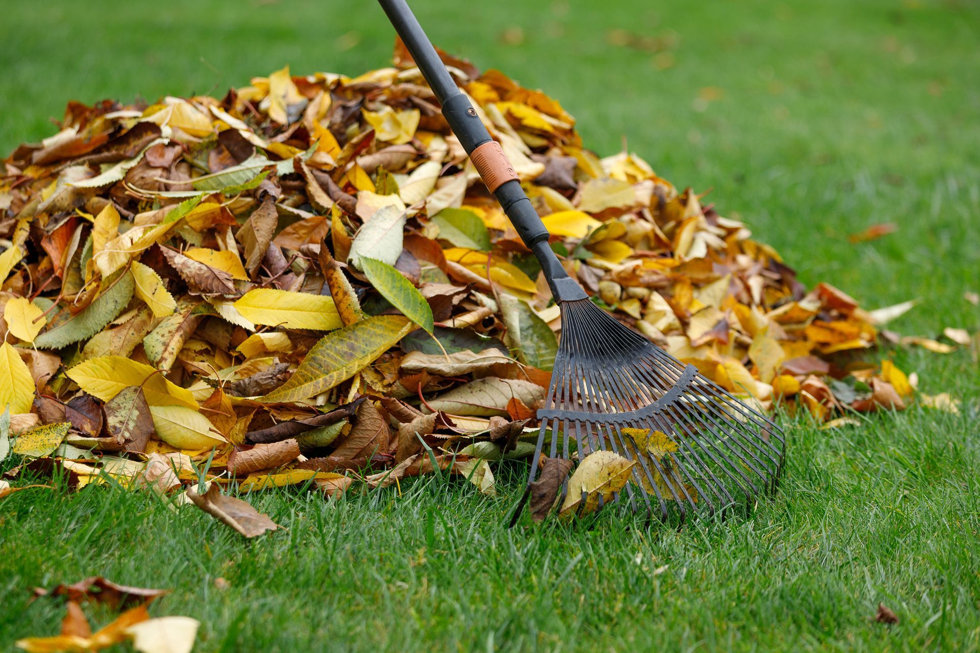 Rake in use, gathering a pile of colorful autumn leaves on a green lawn