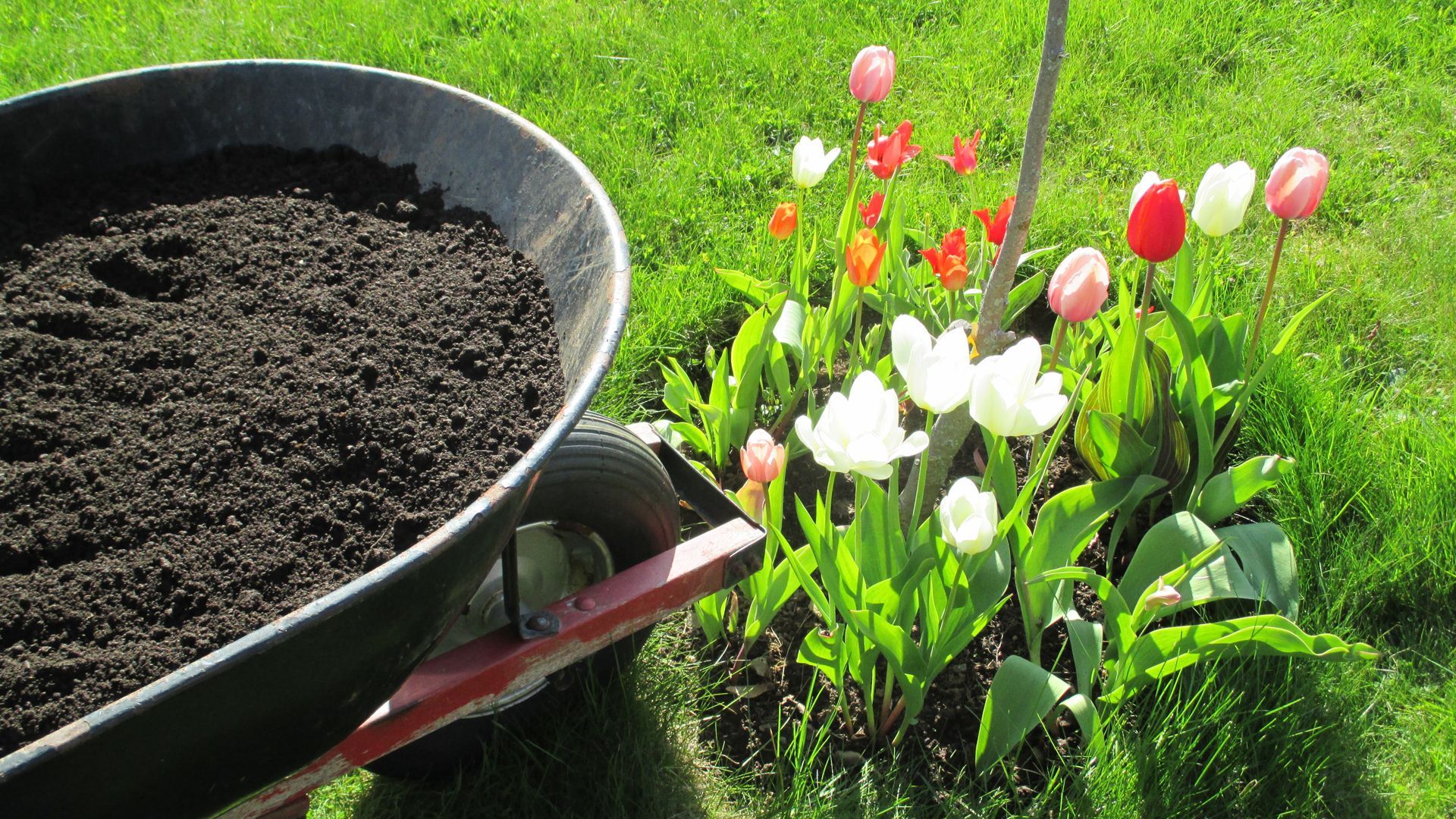 Wheelbarrow with dark soil next to a flower bed of colorful tulips in a grassy yard