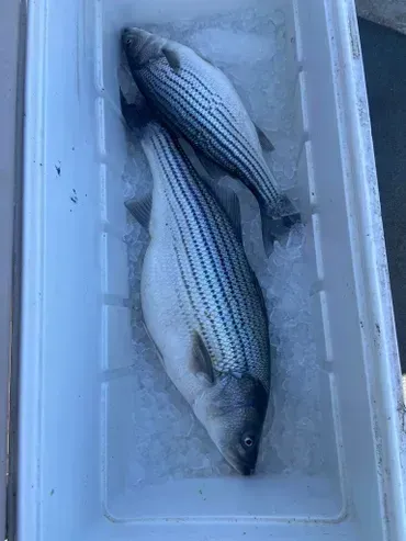 Three striped bass in a white cooler filled with ice.