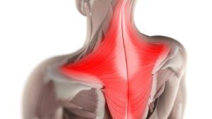 A close up of a person 's back with red muscles.