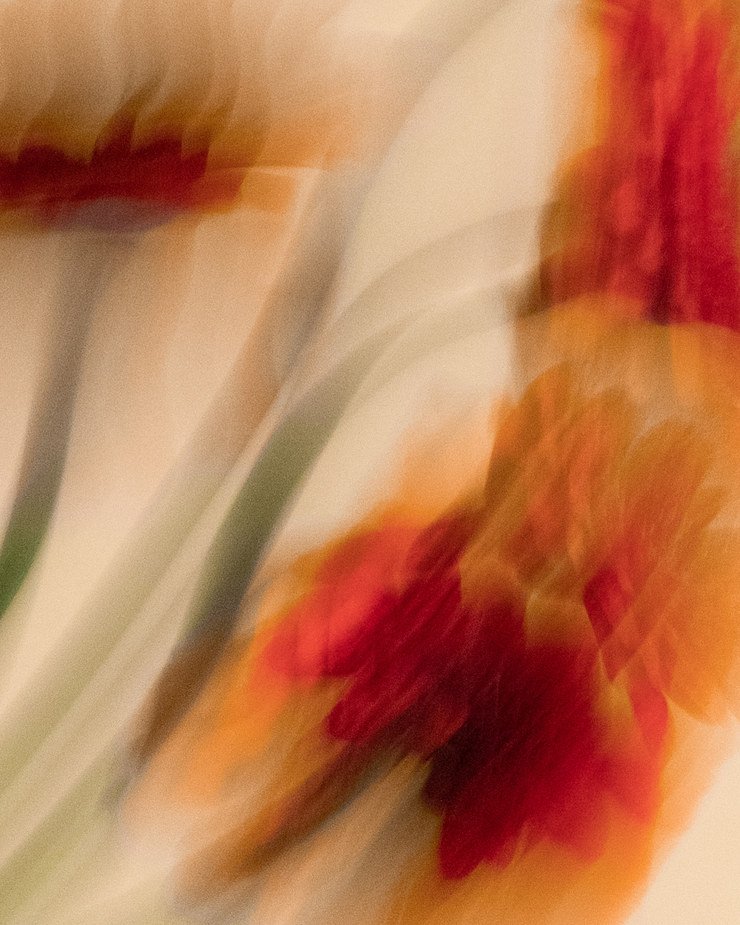 Blurred flowers, artistic, organic motion