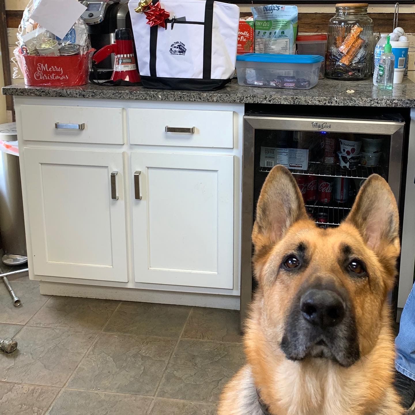 A dog is sitting in front of a counter with a bag that says merry christmas on it