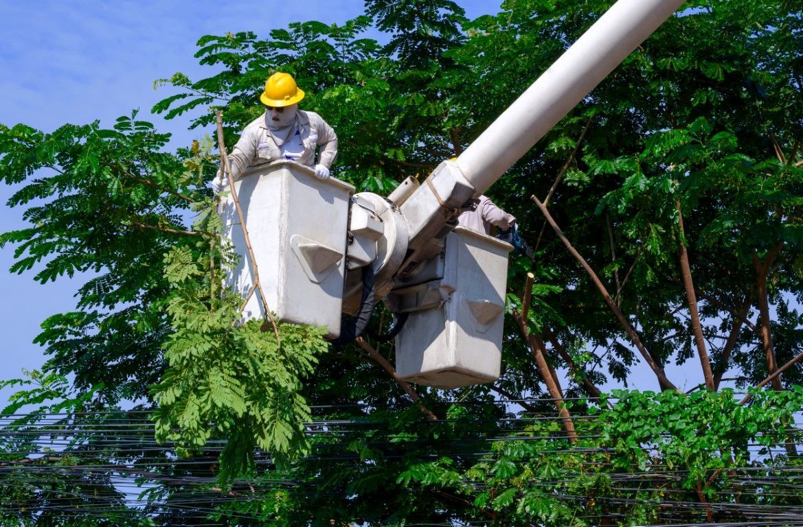 Man cutting bottom of tree