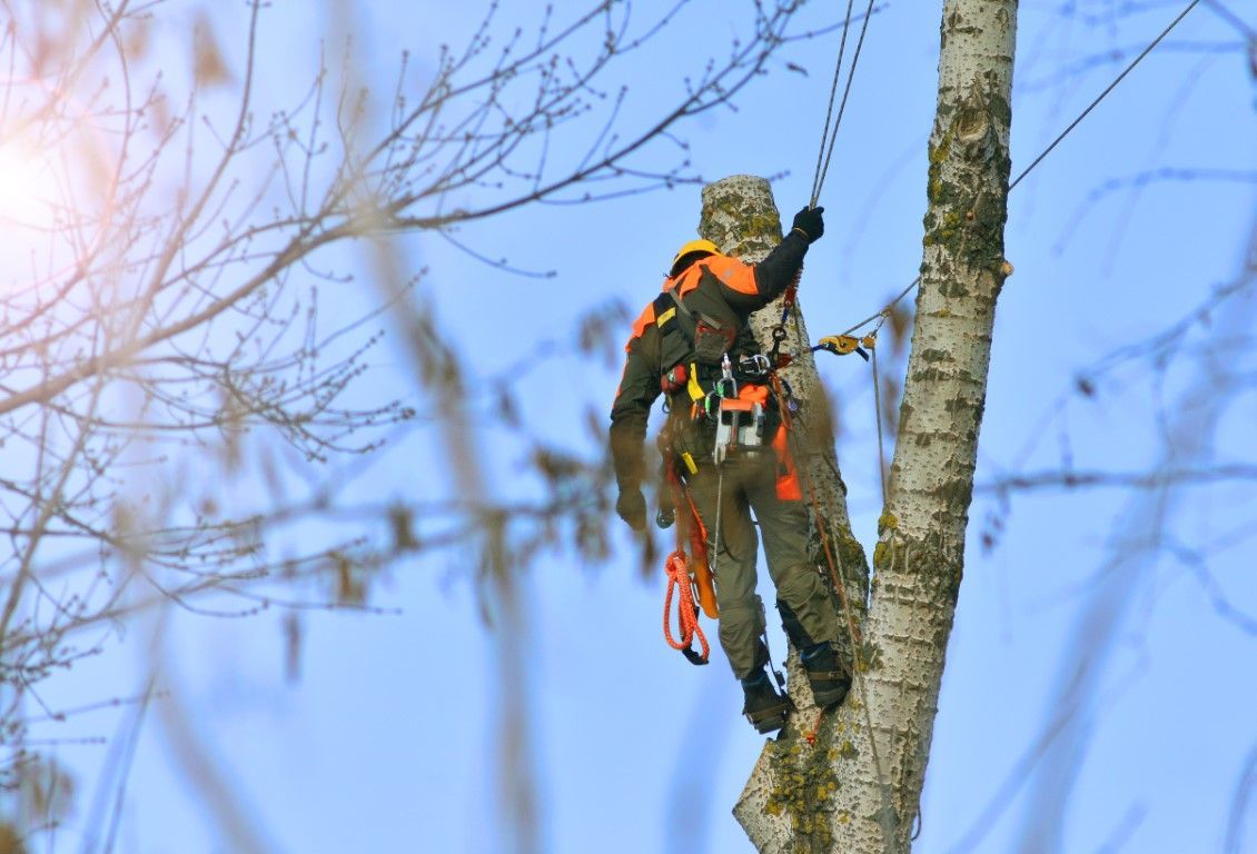 Man cutting bottom of tree