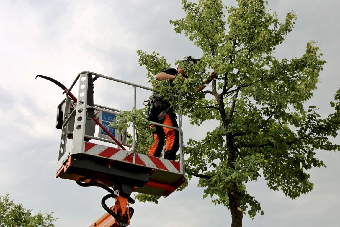 Man cutting bottom of tree