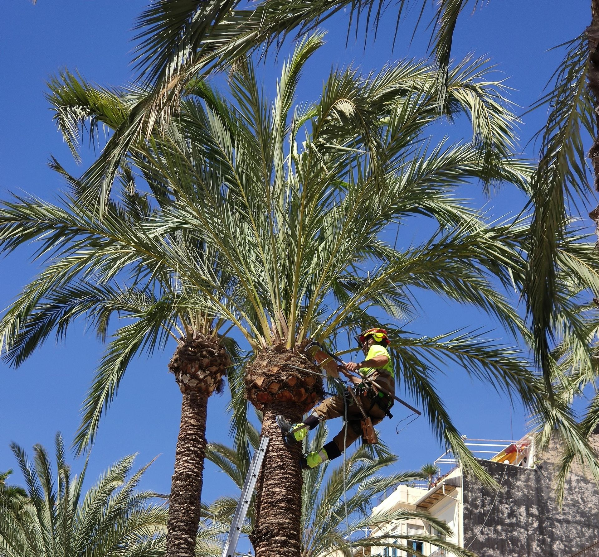 Man cutting bottom of tree