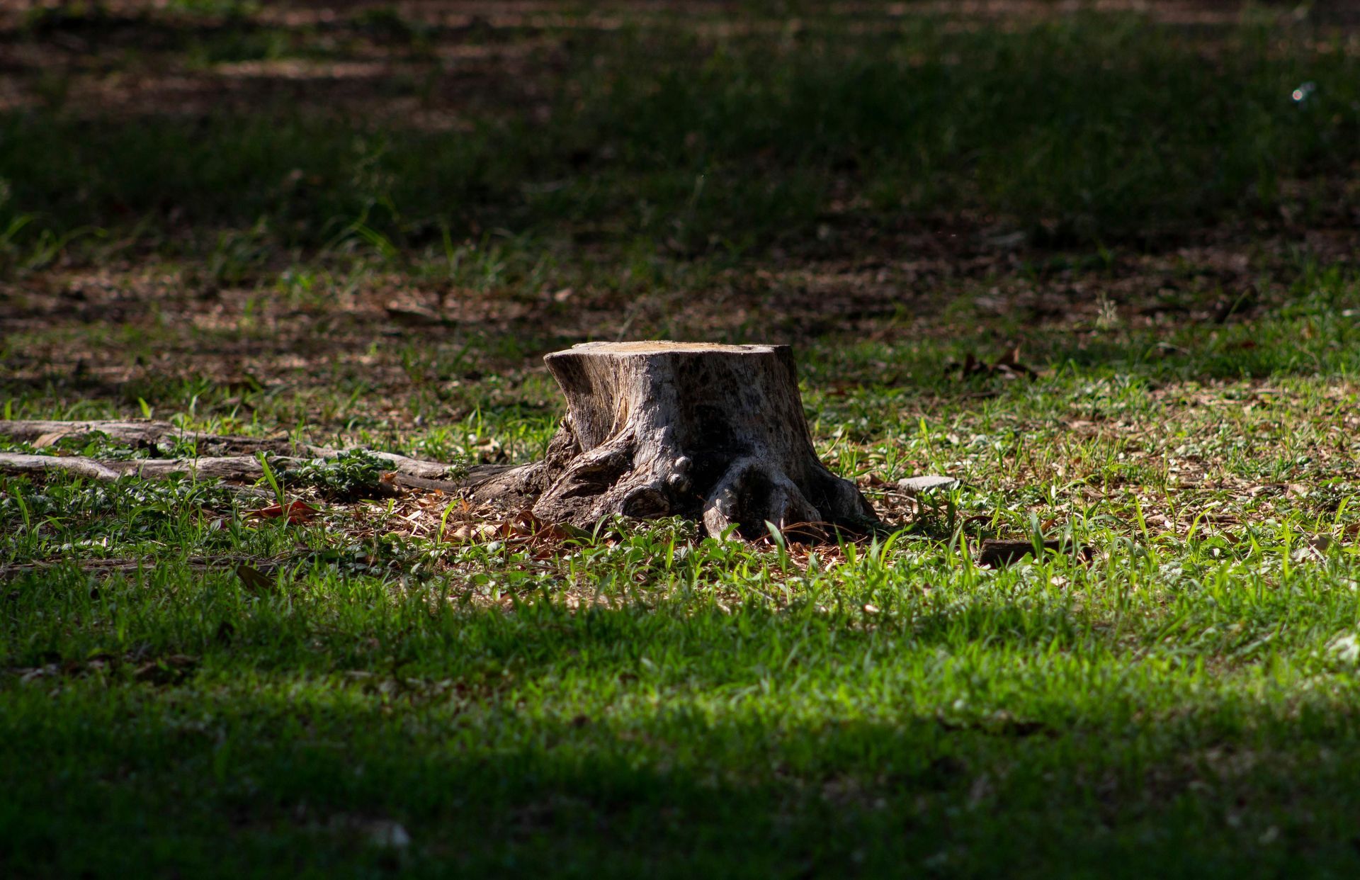 Man cutting bottom of tree