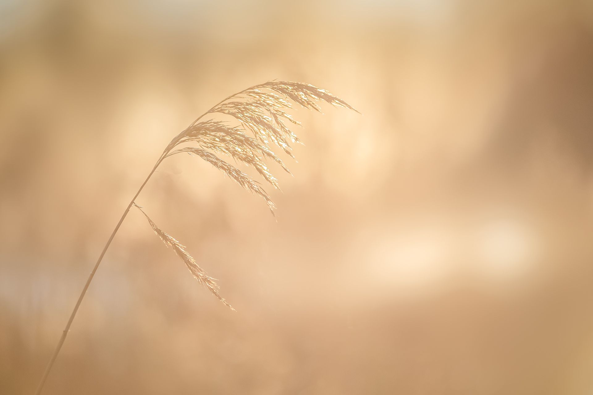 kunst art photography of nature natuurfotografie wallart