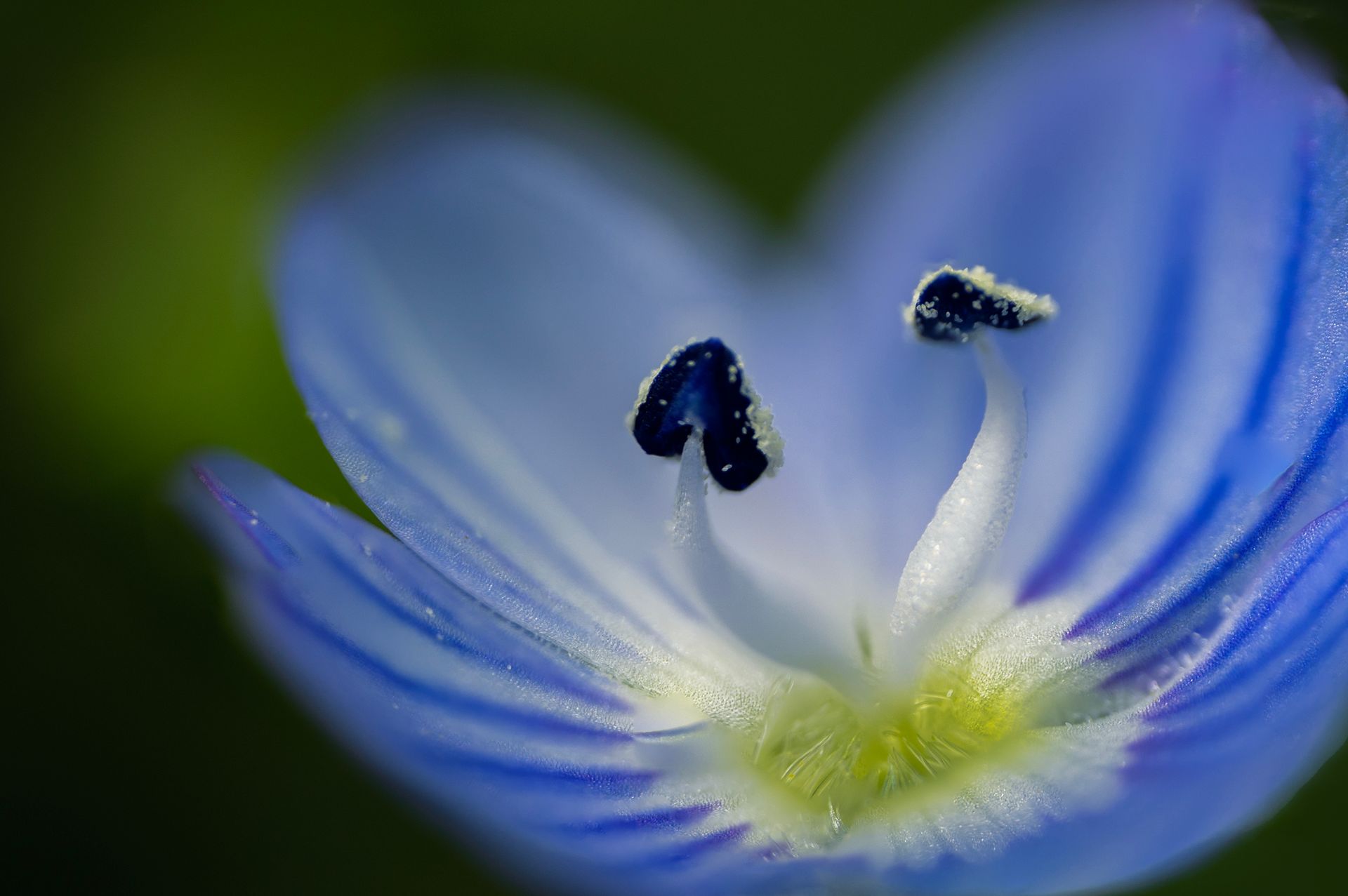 kunst art photography of nature macrofotografie gladde ereprijs close-up