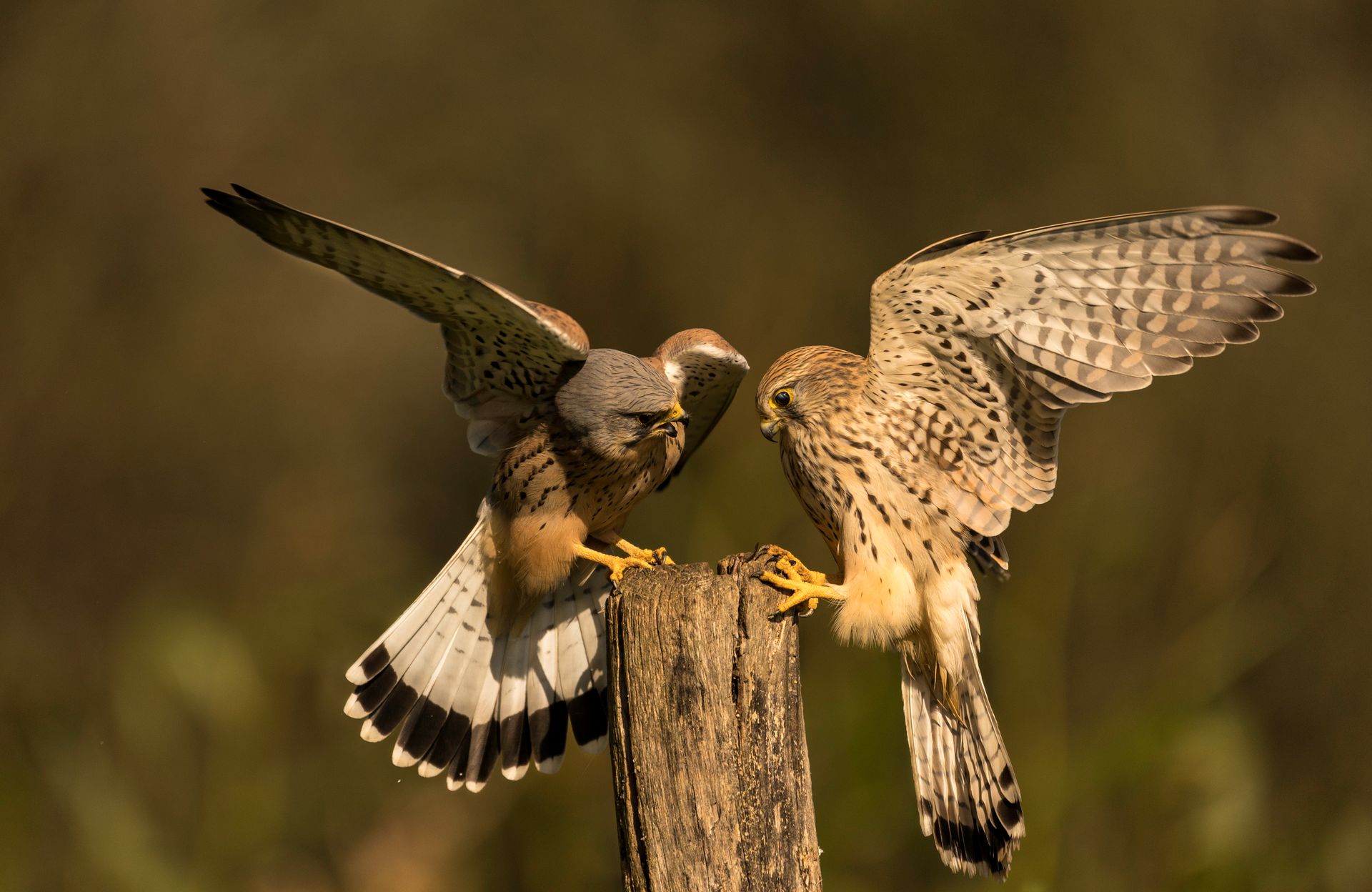 kunst art photography of nature birds vogelfotografie