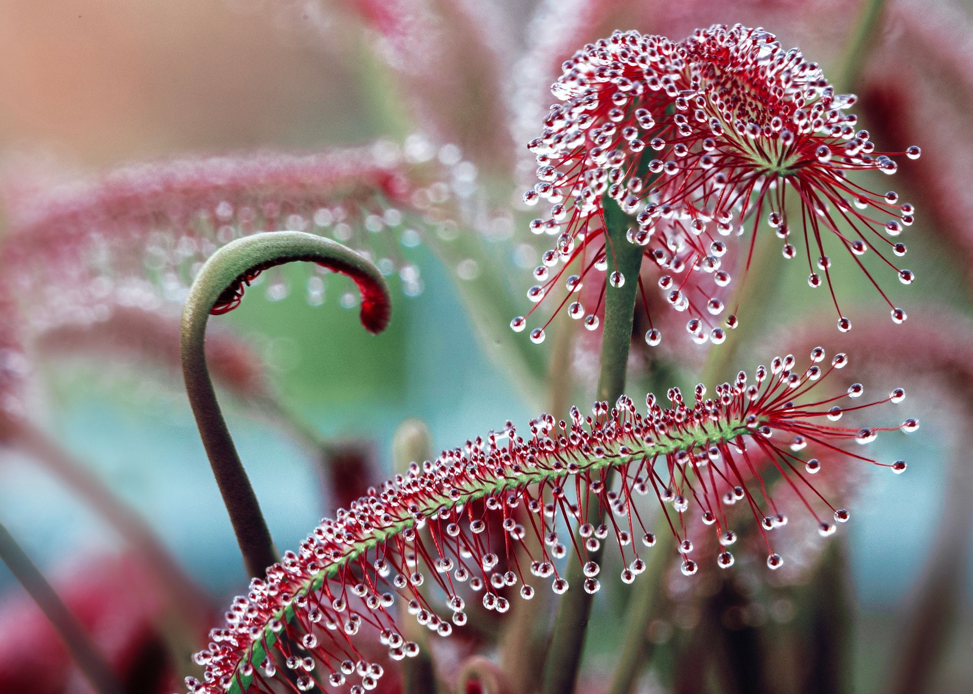 kunst art photography of nature plantenfotografie