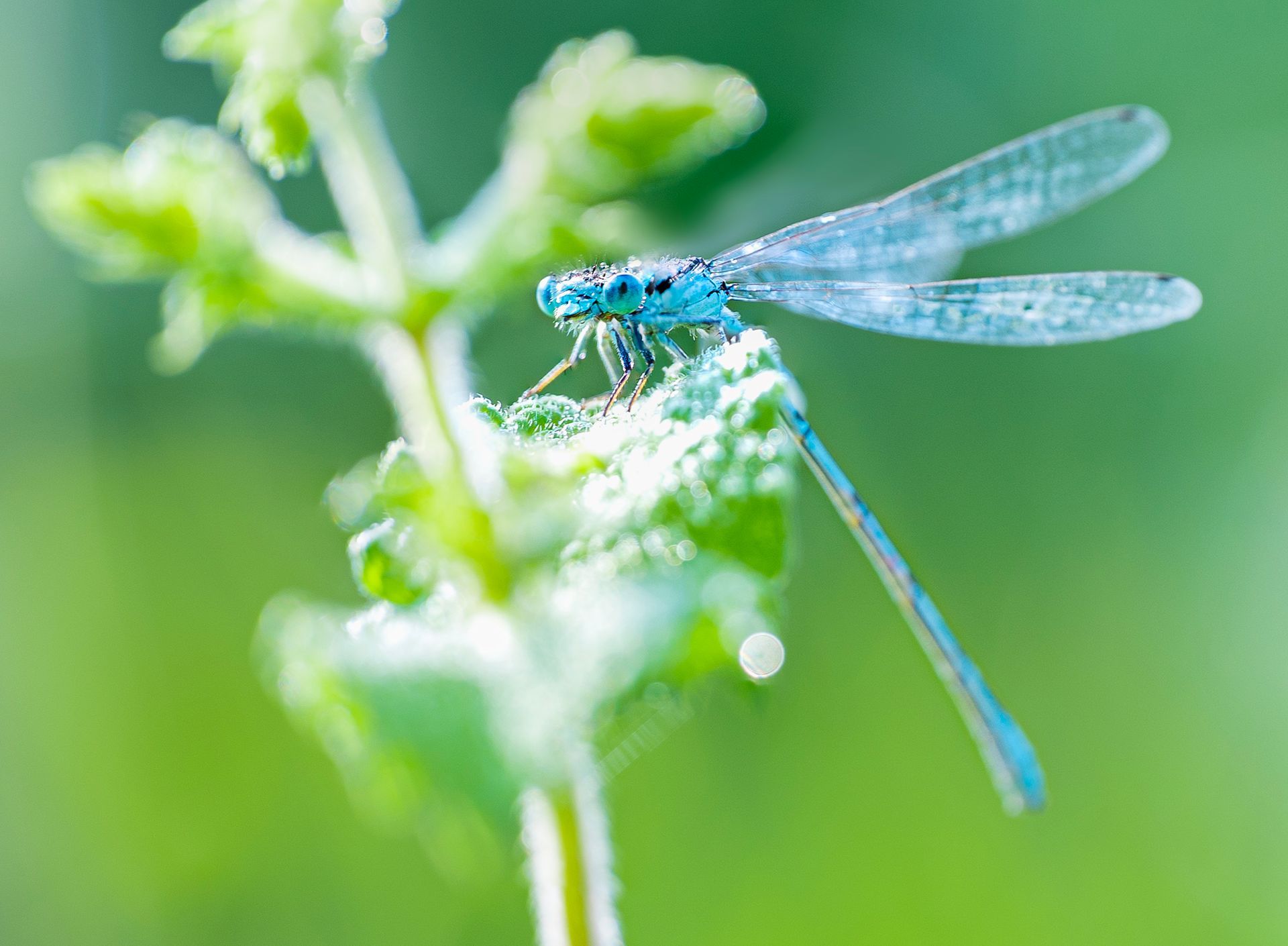 kunst art photography of nature macrofotografie close-up