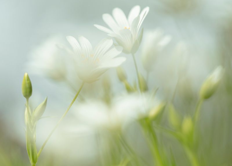 kunst art photography of nature wallart