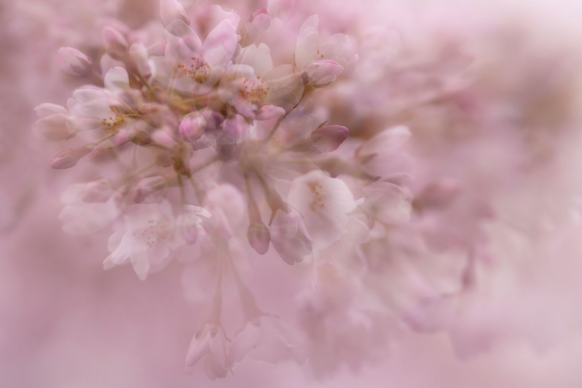 kunst art photography of nature