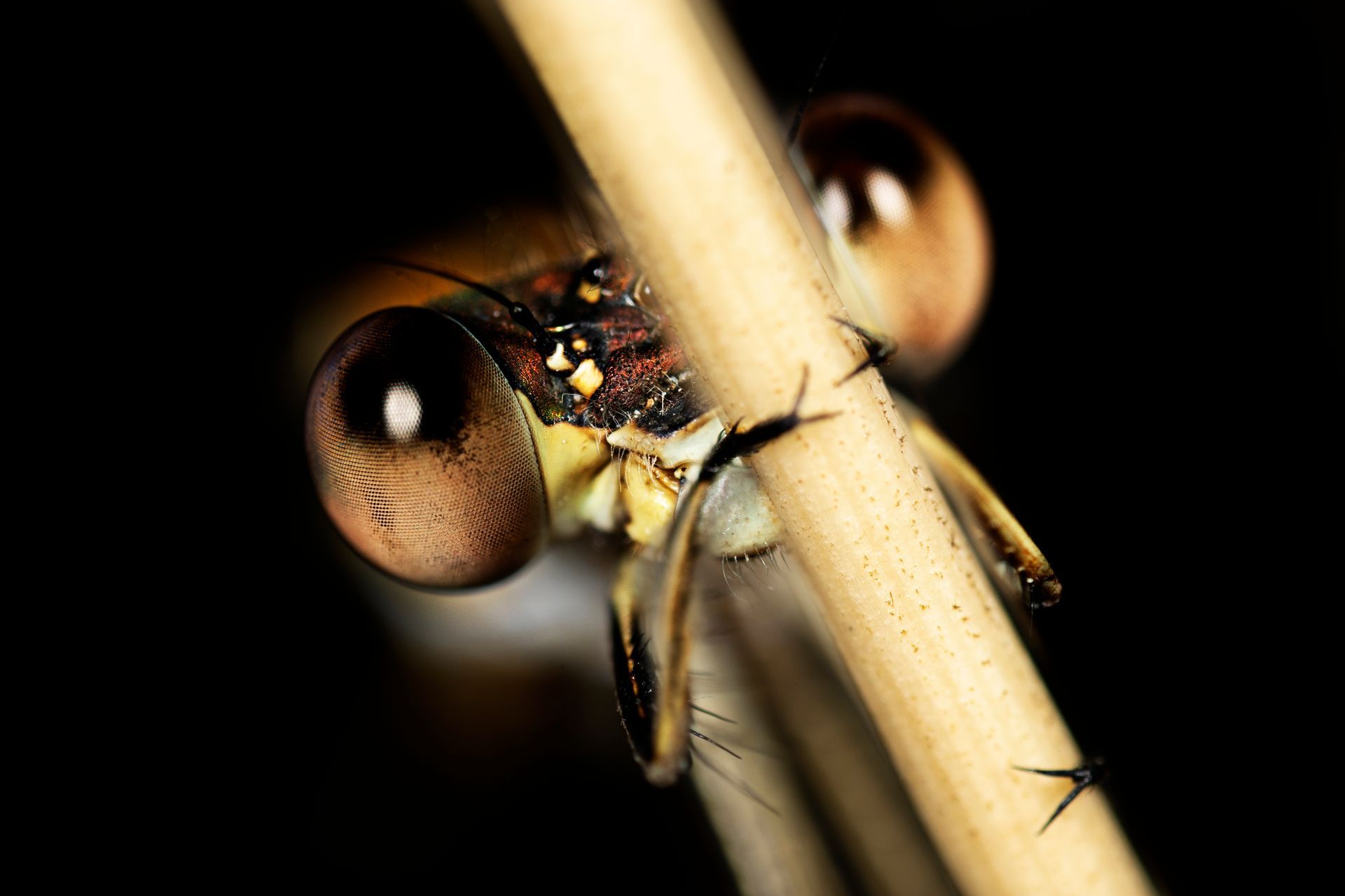 kunst art photography of nature macrofotografie big eyes close-up