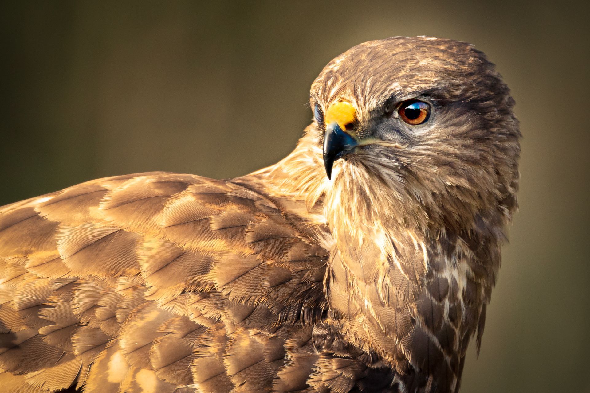 kunst art photography of nature wallart buizerd close-up