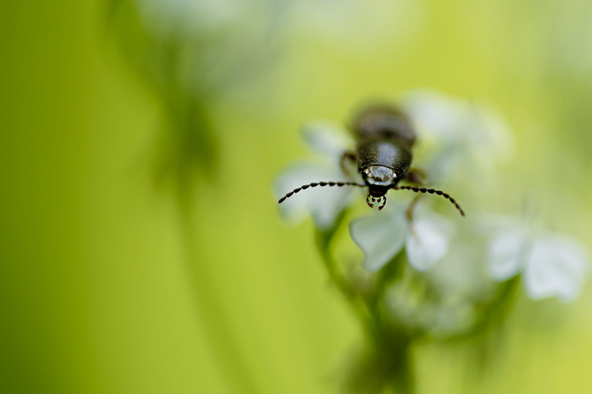 kunst art photography of nature macrofotografie insecten