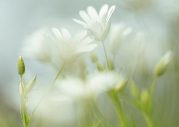 kunst art photography of nature wallart kunstaandemuur natuurfotografie