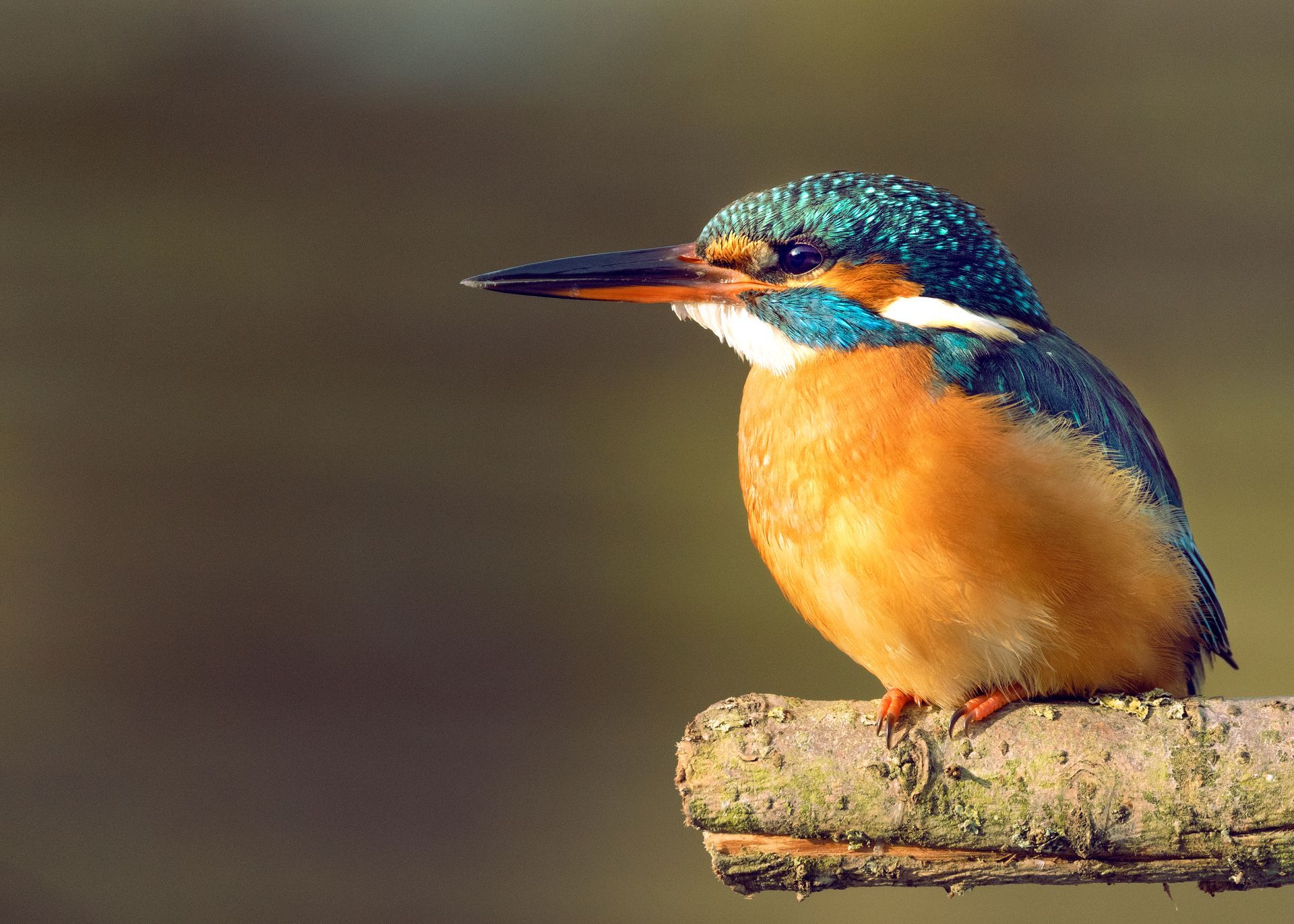 kunst art photography of nature birds vogelfotografie wallart ijsvogel