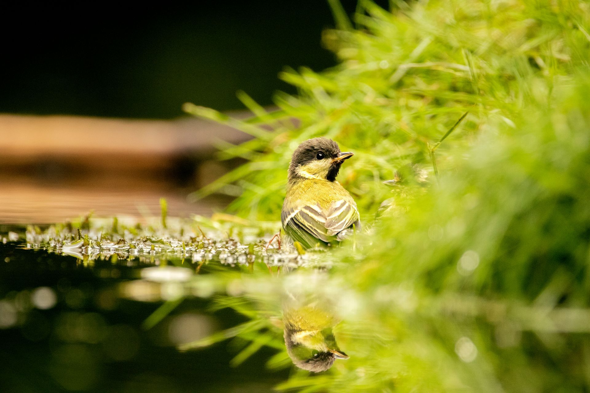 kunst art photography of nature birdphotography
