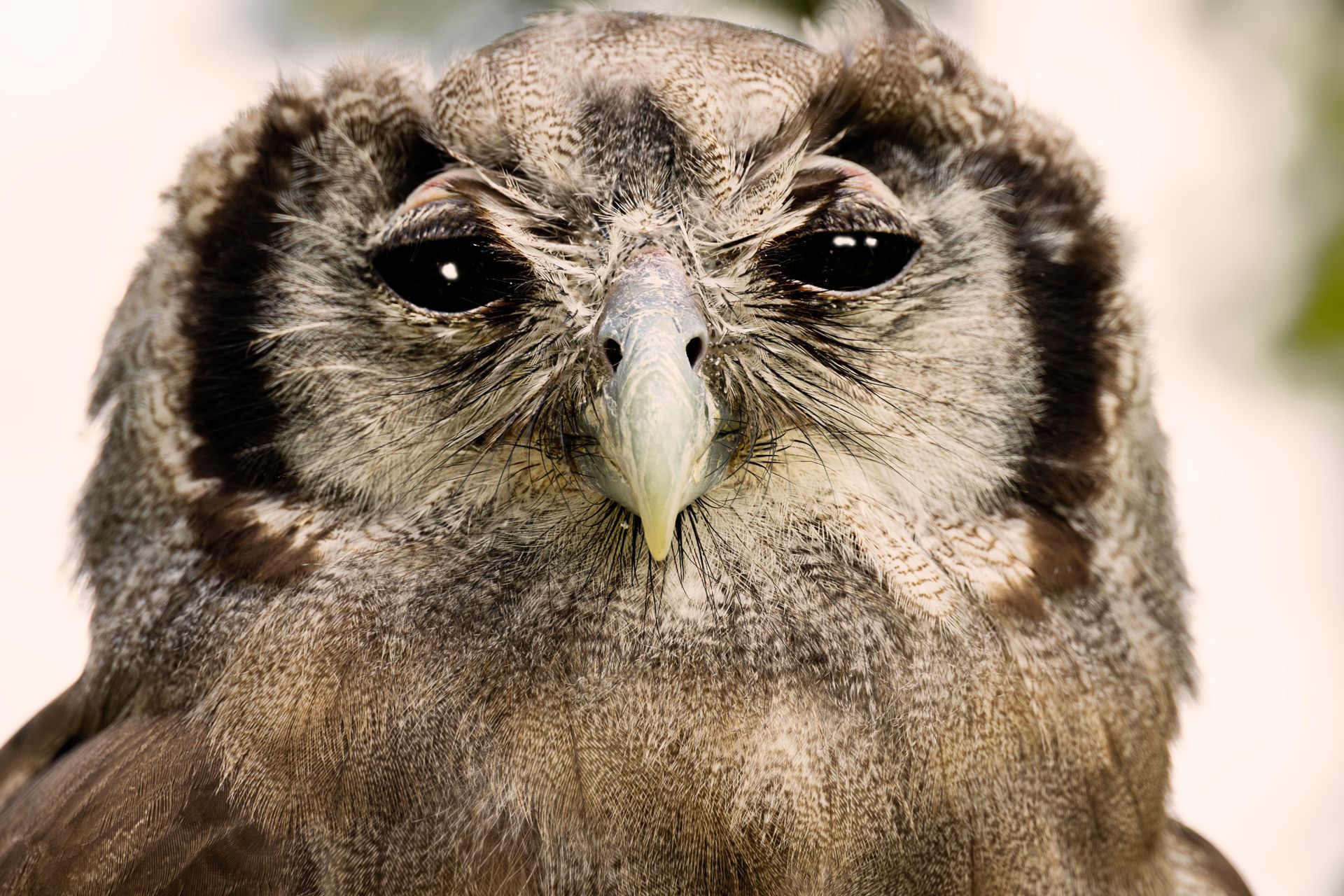 kunst art photography of nature birds uilenfotografie