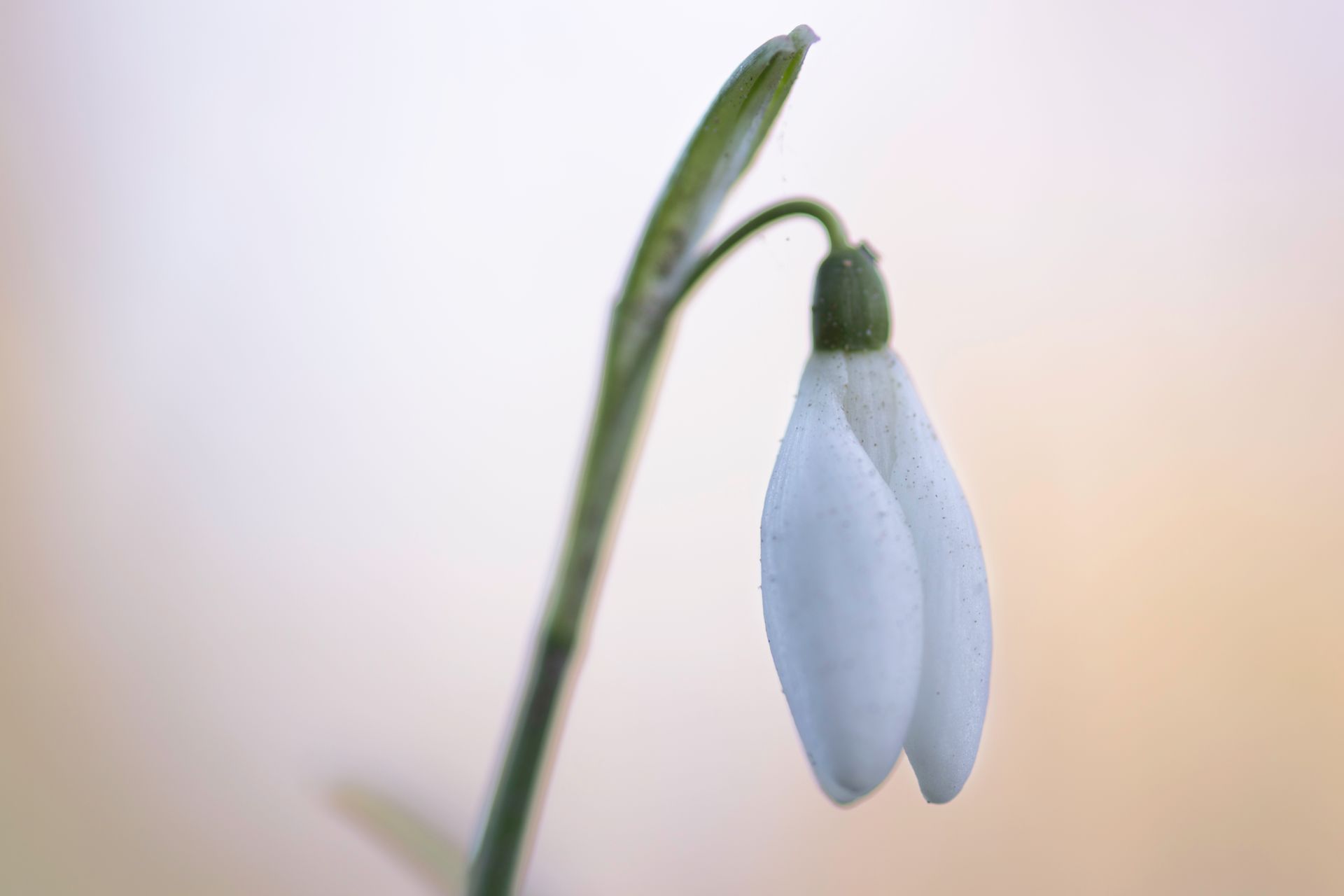 kunst art photography of nature macrofotografie sneeuwklokje close-up