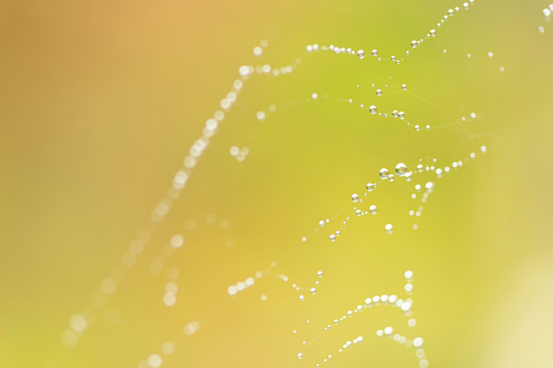 kunst art photography of nature macrofotgrafie wallart kunstaandemuur