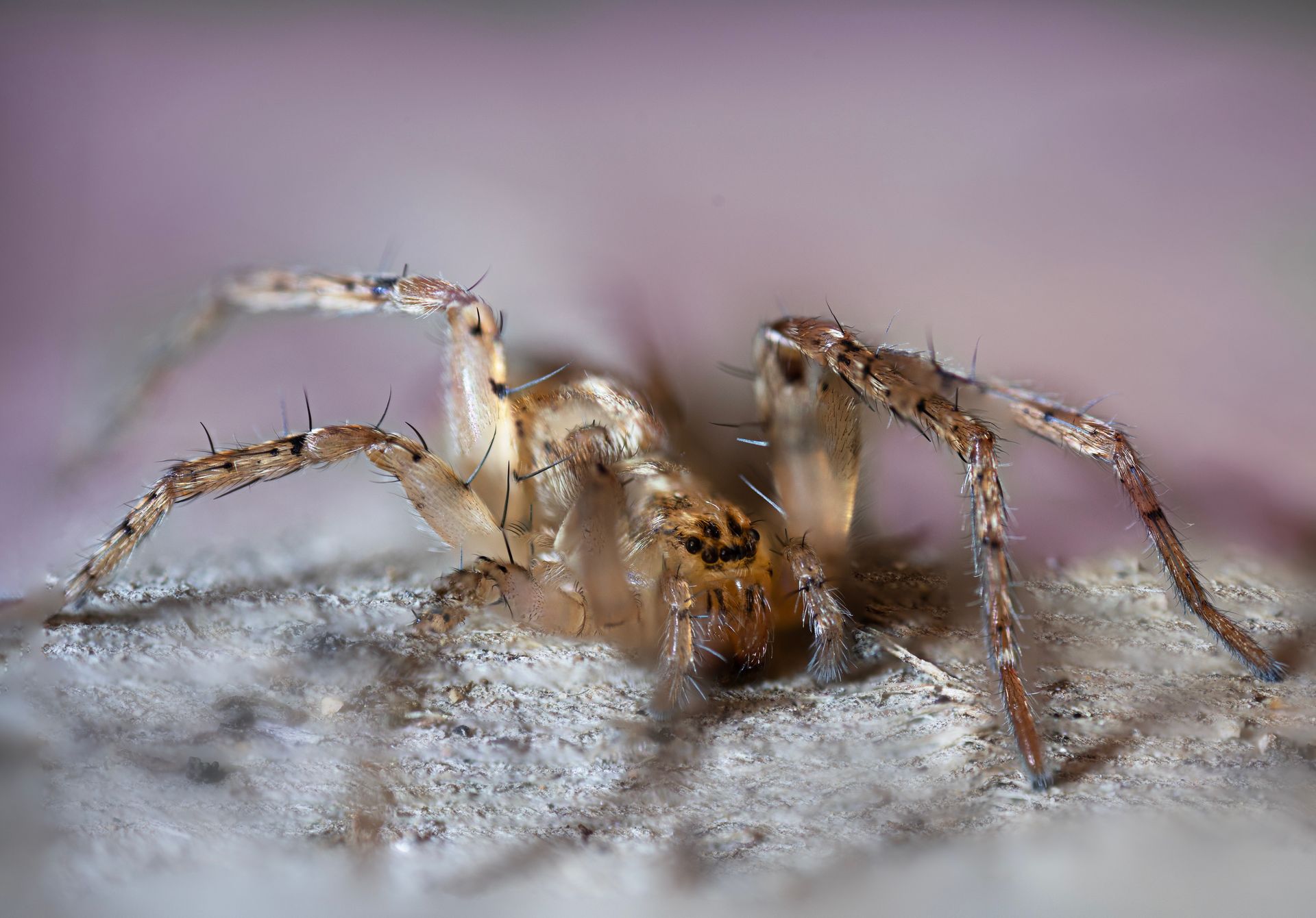 kunst art photography of nature macrofotografie spider close-up