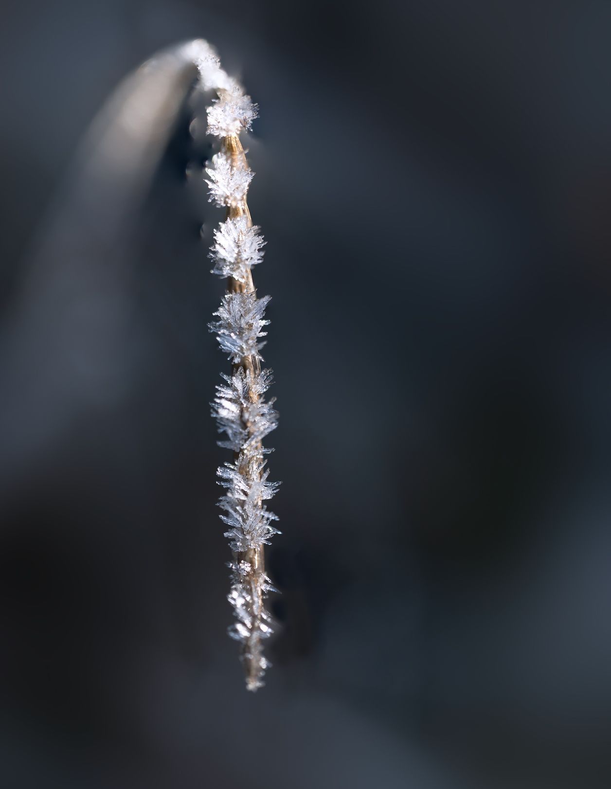 macrophotography natuurfotografie close-up photography