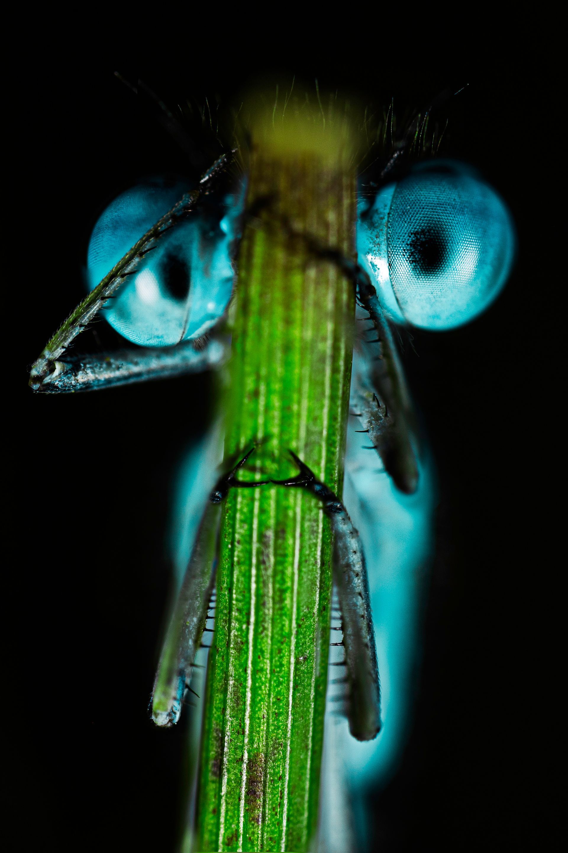 kunst art photography of nature macrofotografie big eyes close-up