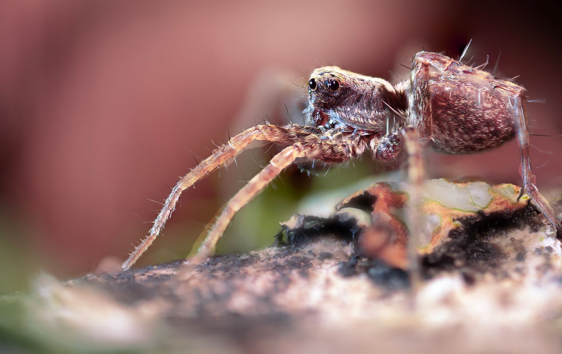 kunst art photography of nature macrofotografie sprider spinnenfotografie close-up