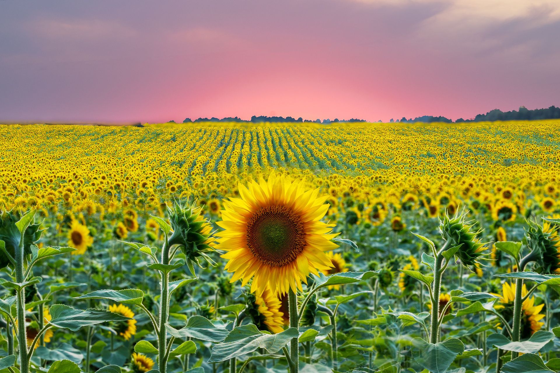 kunst art photography of nature zonnebloemen vincent van gogh