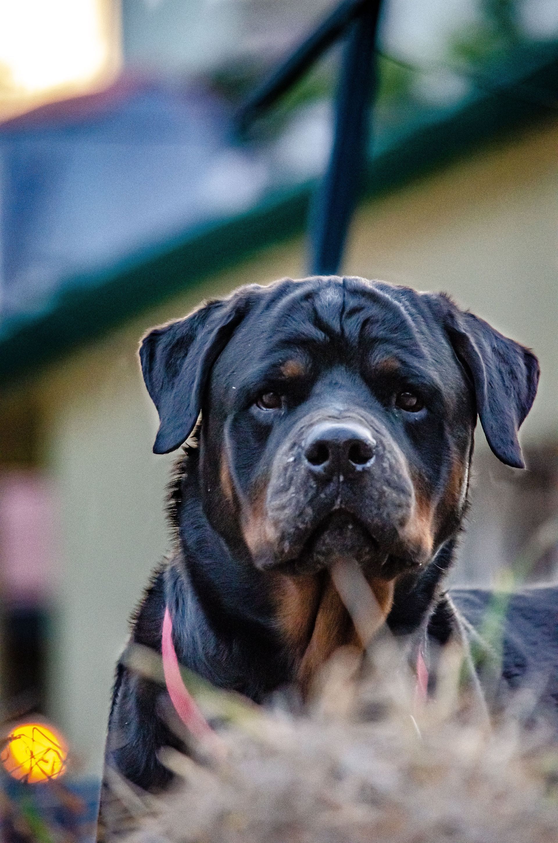 Black-and-tan dog staring ahead behind a chain-link fence outdoors