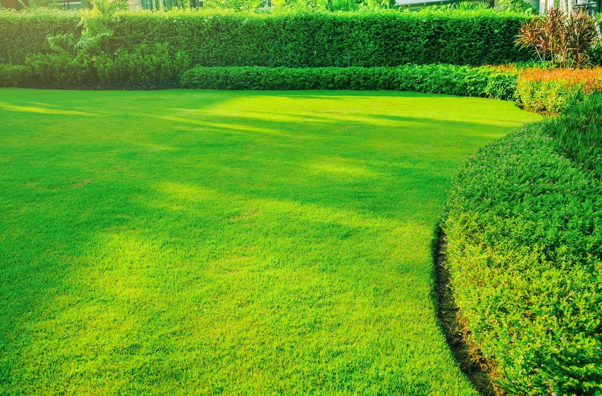 A lush green lawn with a hedge in the background.
