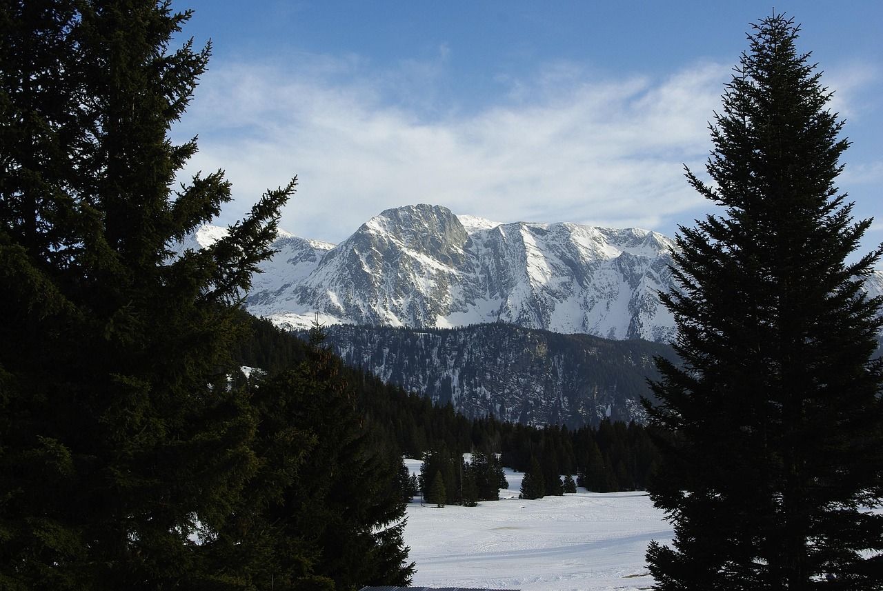 Une montagne enneigée est visible à travers les arbres